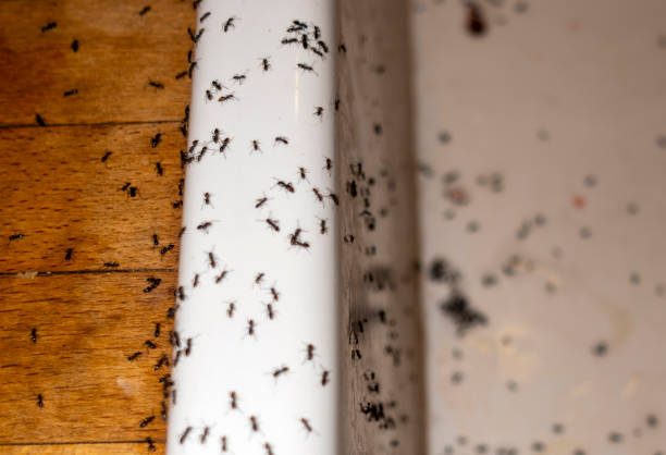 Best Spider Control Near Me  in Thornton, IL