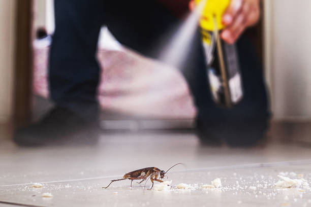 Best Flea Control Services  in Thornton, IL